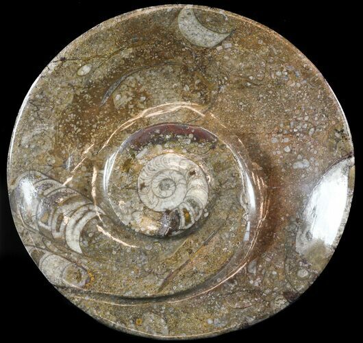 -/ Fossil Goniatite Dish - Stoneware #49396